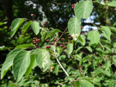 Lonicera xylosteumRode kamperfoelie bestellen